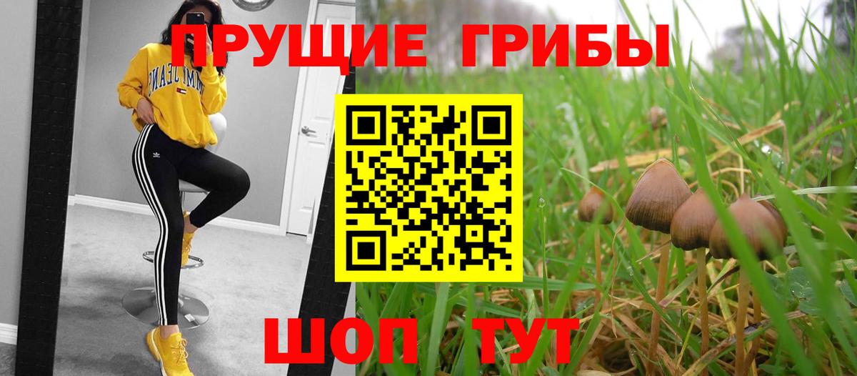 Галлюциногенные грибы Psilocybe  Вход с VPN  Михайловка  купить наркотики цена  Галлюциногенные грибы прущие грибы 